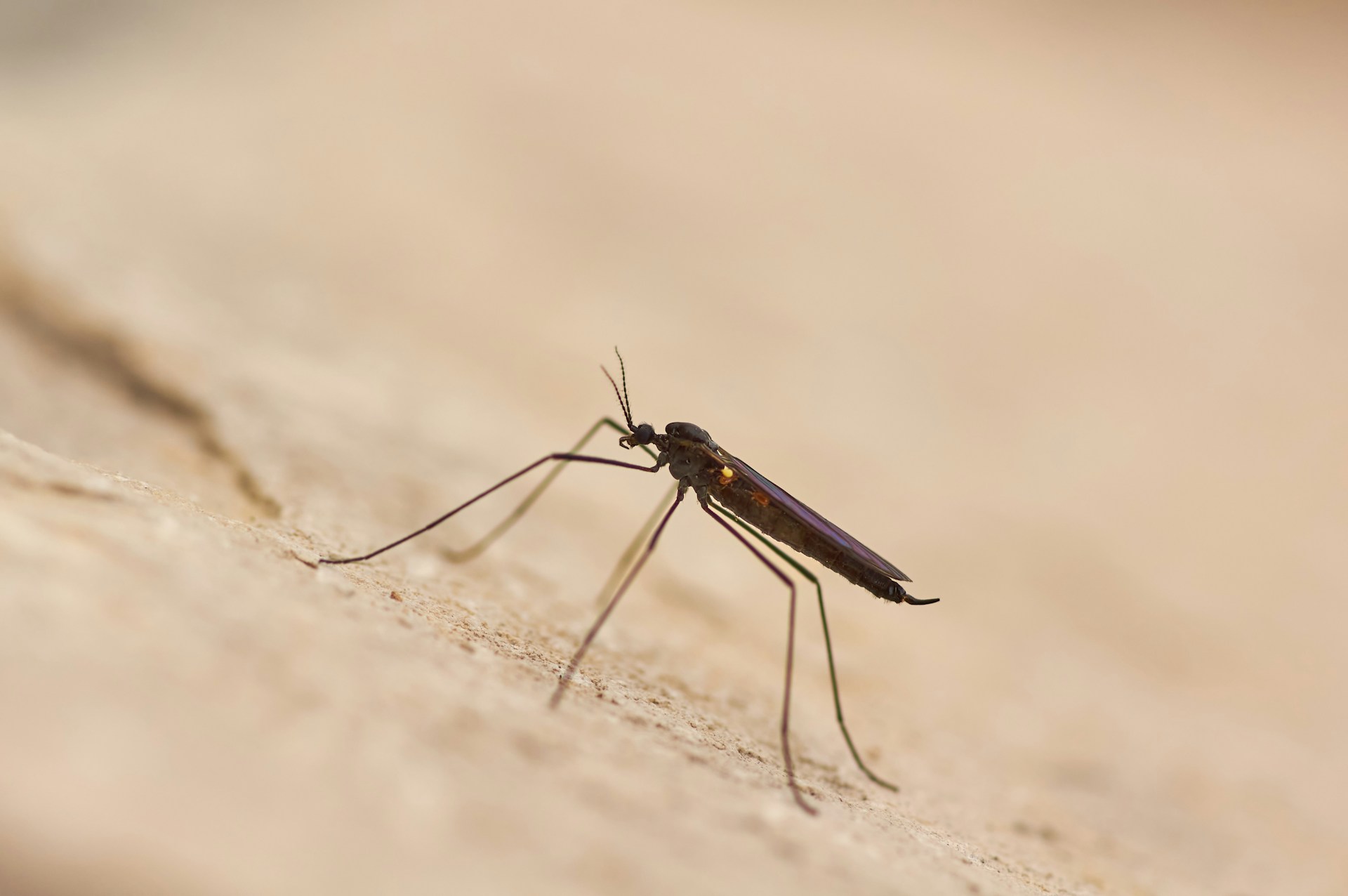 New Advances in Malaria Treatment and Local Research Efforts